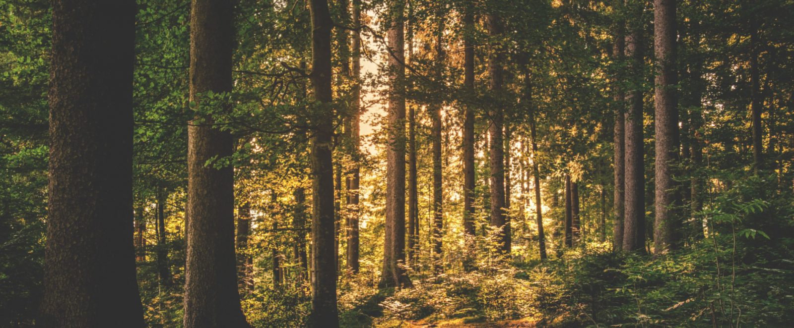 Resources and benefits that forests provide to humankind