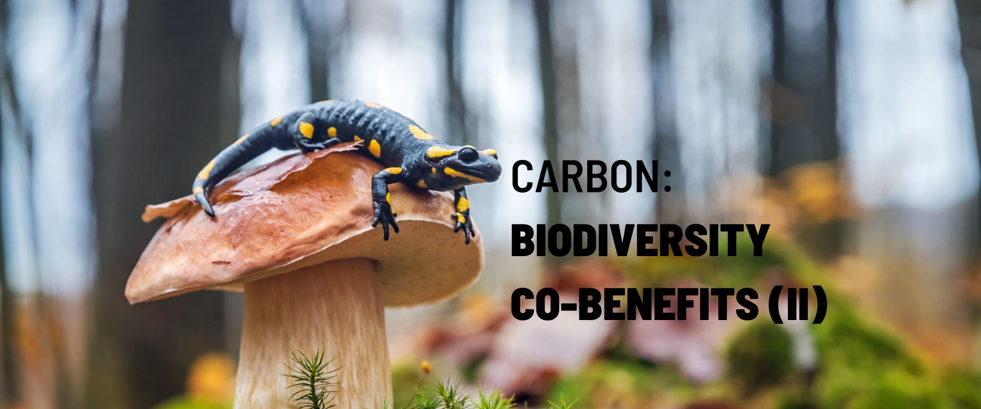 Carbon: Measuring and Valuing Biodiversity Co-Benefits (Part 2)
