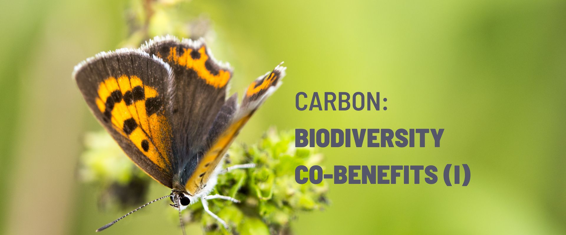 Carbon: Measuring and Valuing Biodiversity Co-Benefits (Part 1)