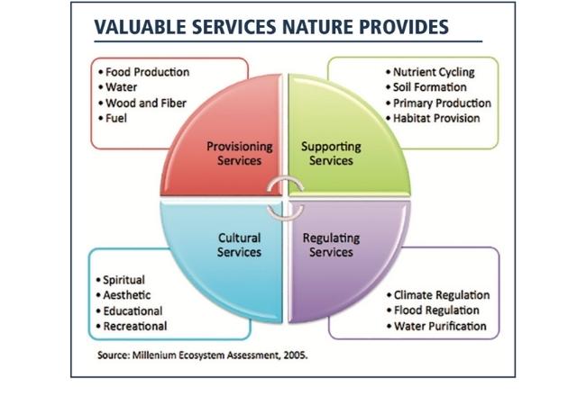 Carbon: Biodiversity Co-Benefits- Part 1 | Blog | Dendra Systems