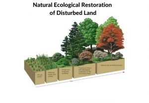Natural Ecological Restoration of Disturbed Land