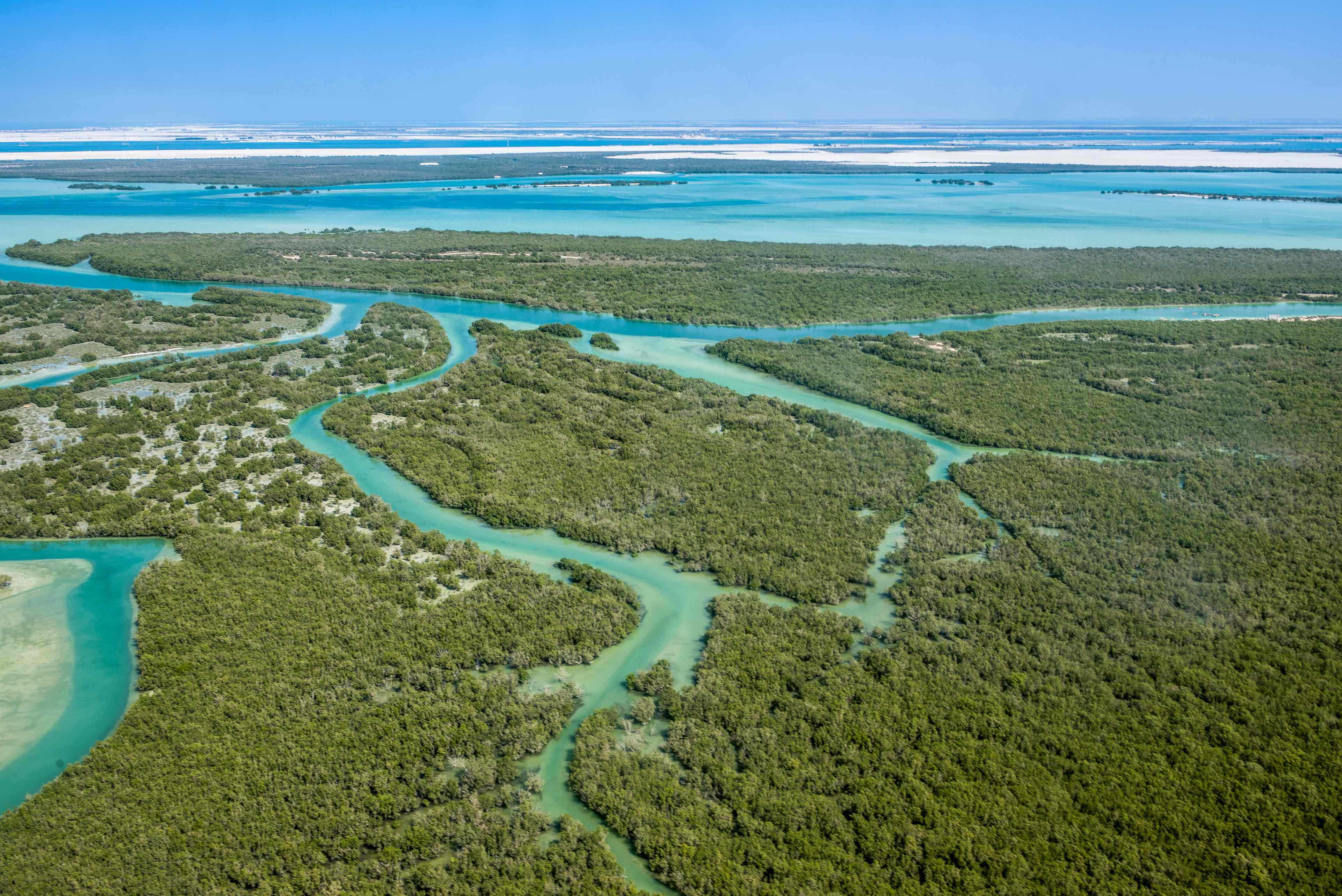 The Benefits of Mangrove Restoration From Blue Carbon to Biodiversity