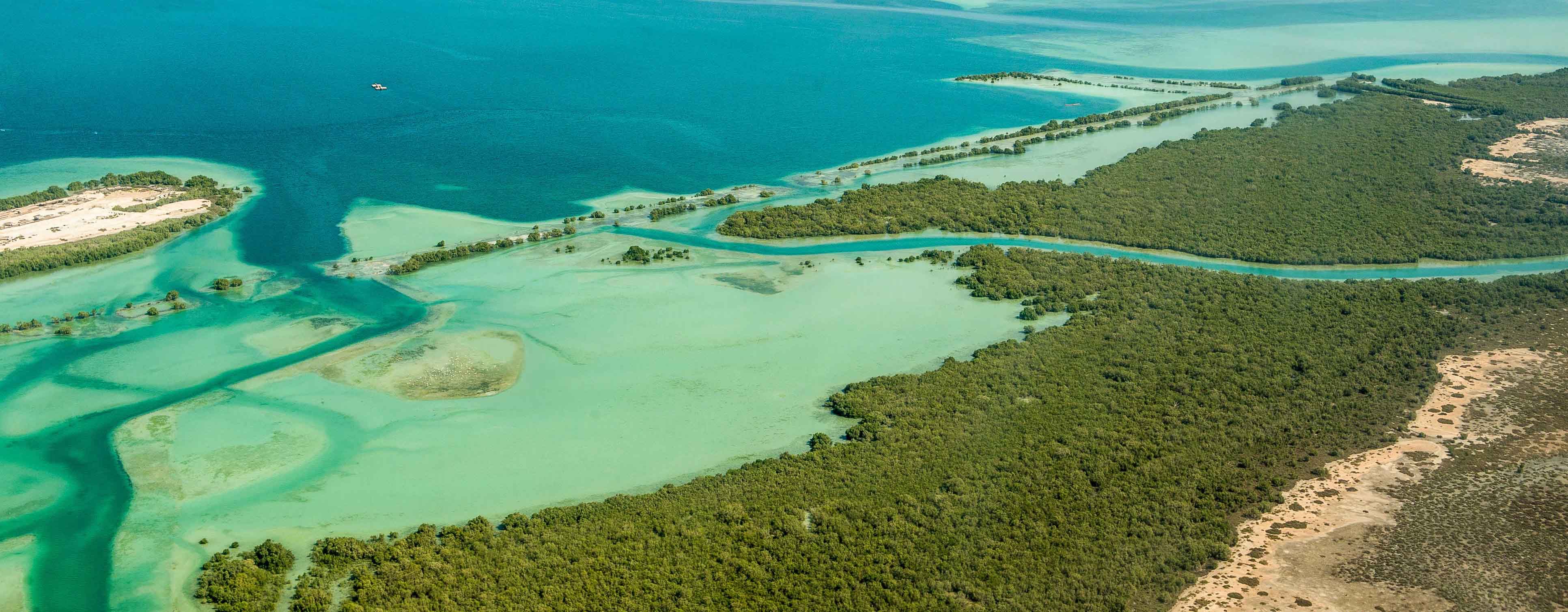 Mangrove Restoration: Challenges and Opportunities